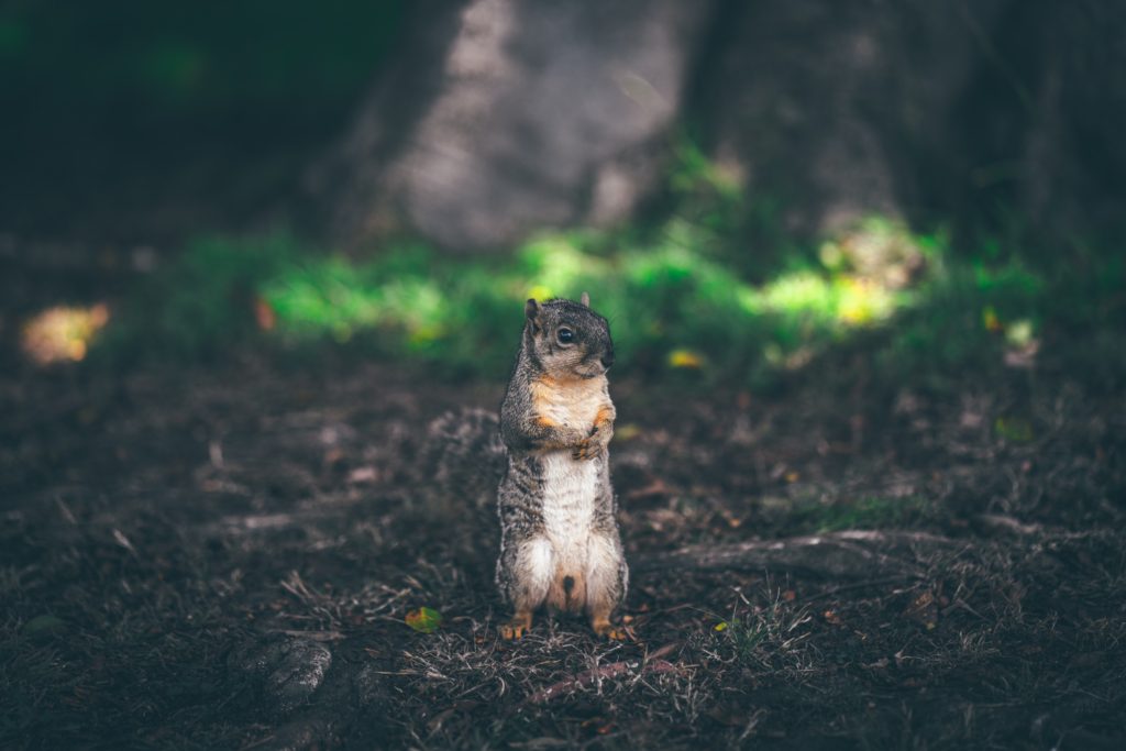 squirrel attention