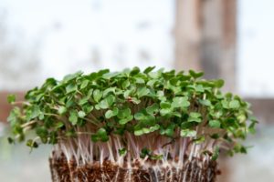 microgreens update