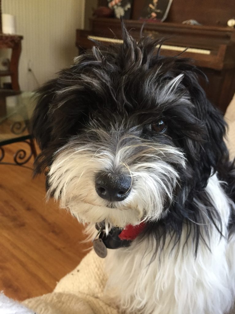 invisible fences good boundaries